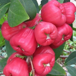 Black Dinamond wax apple - 1 to 2  feet tall - ship in 3gal pot