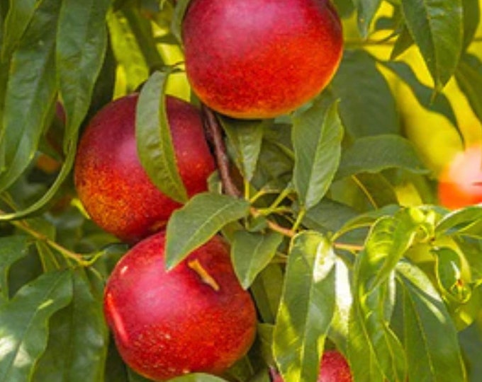 Nectarine ‘ Flavortop’ - 3Feet Tall ship in 1gal pot