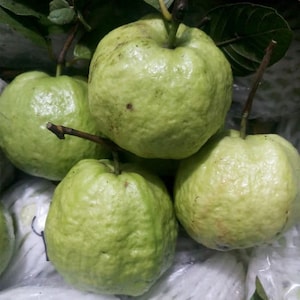 Ổi nữ hoàng - queen guava -  2  feet tall - ship in 3gal
