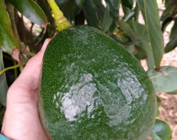 Holiday Avocado Tree- 1  Feet Tall - Grafted Tree - Ship in Plastic Bag
