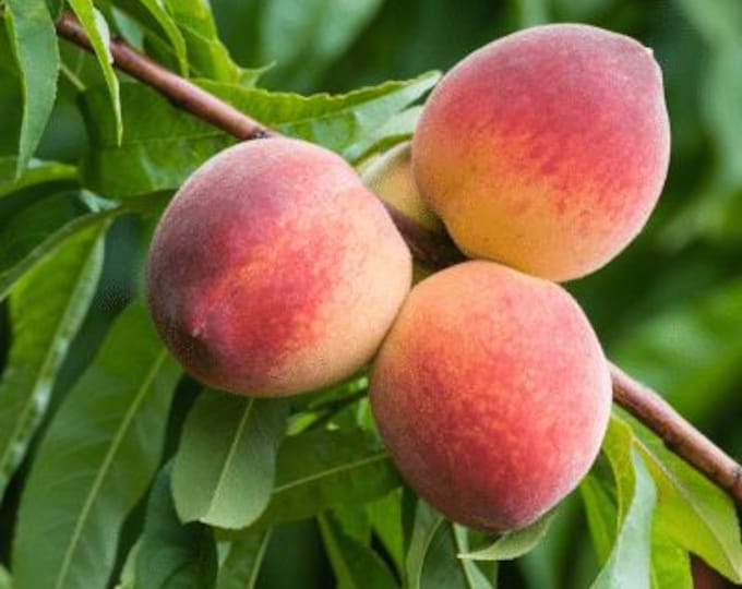 Tropic snow white peach- live plant- 3 feet ship in 2 gal bag