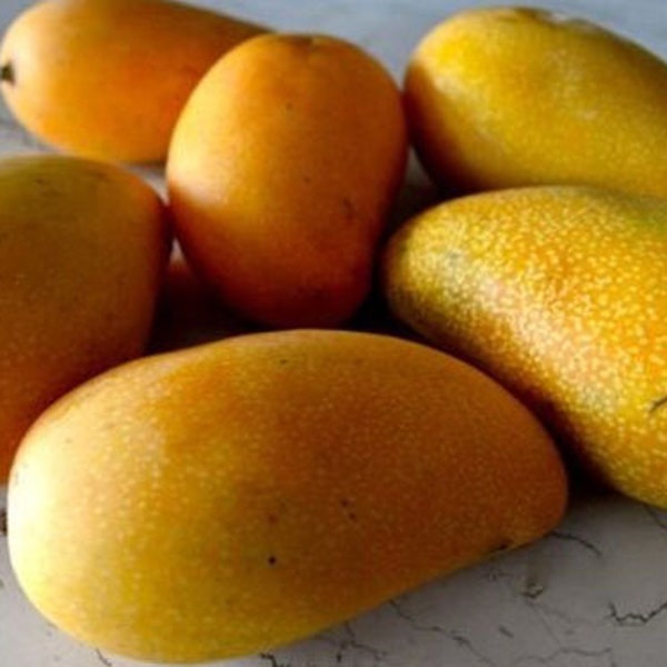 Árbol de mango Lemon Zest - árbol injertado - 30 a 60 cm - Se envía en maceta de 11 litros.