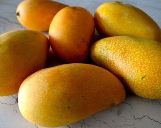 Lemon Zest Mango Tree - grafted tree   - 1 feet tall -grafted - ship in 6" Pot