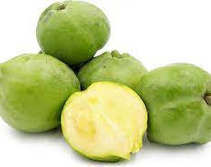 White sapote - 1 Starter - 1 Feet tall - Ship in 6" Pot