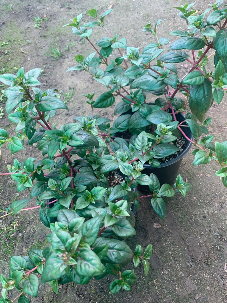 Fuchsia Dark Eyes 1 Live Plant 1 Gallon Pot image 2