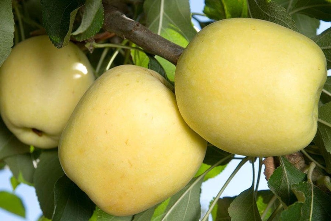 Dorsett Golden Apple Low Chill 3 to 4 Feet Tall Ship in 3gal Pot Etsy