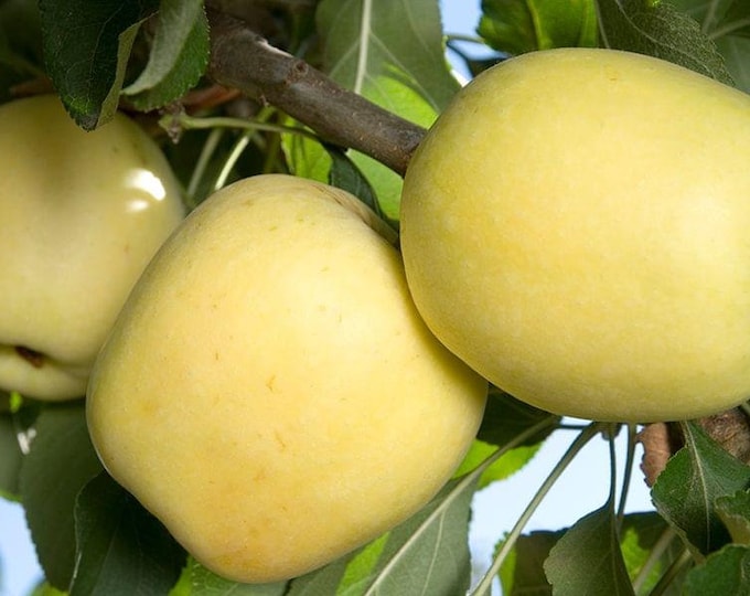 Dorsett Golden Apple - Low Chill -3 to 4  Feet Tall - Ship in 3Gal Pot