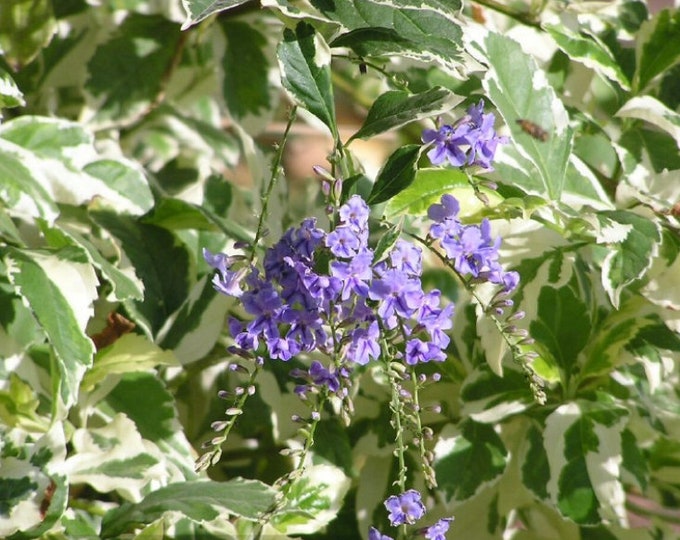 Duranta Repens Variegated-Live Plant 1 Gallon Pit