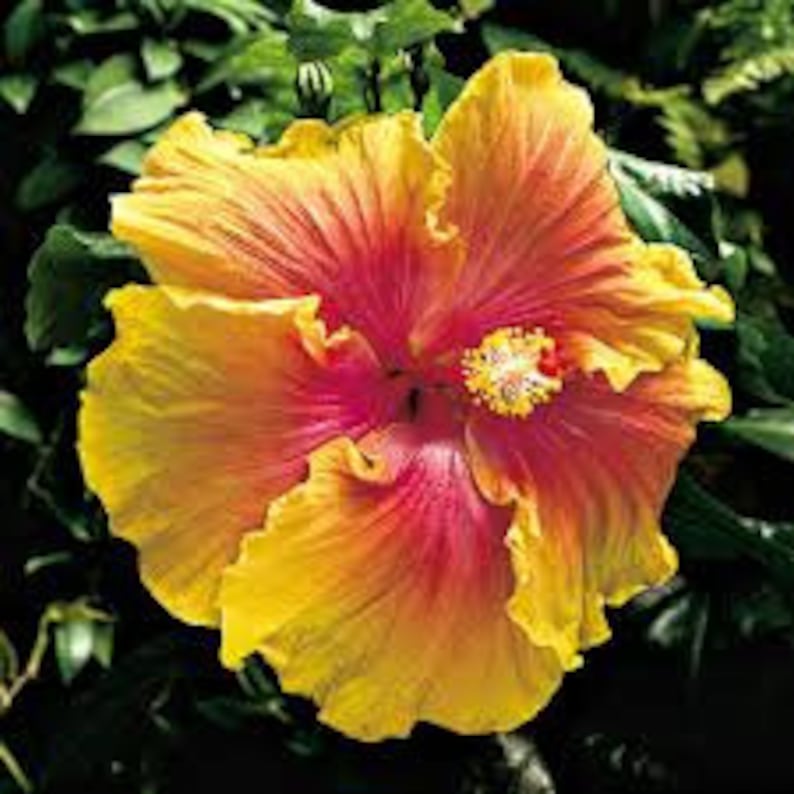 PlantNation111 Hibiscus The Path - Thumbnail 2