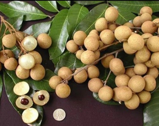 Longan- Air Layered, 2-3ft tall  ship in 3Gal Pot