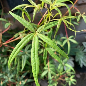 May include: Close-up of vibrant green leaves with a star-like arrangement. The leaves have a textured surface and are set against a blurred background. Reddish stems add contrast to the bright green foliage. The plant appears to be outdoors.