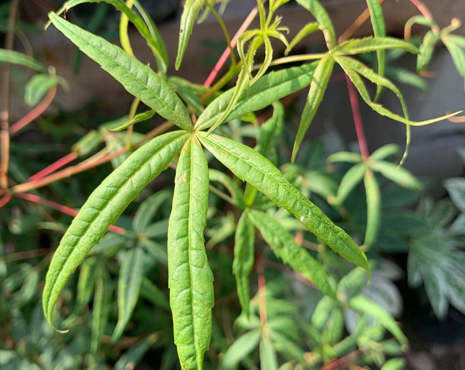 Acer pentaphylium, 1-3 ft, Ships in 6” pot
