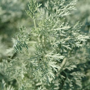 Wormwood Herb - 1 Plants - 1 Feet Tall - Ship in 6&quot; Pot