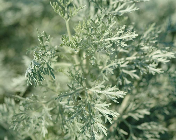 Wormwood Herb - 1 Plants - 1 Feet Tall - Ship in 6" Pot