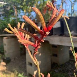 Anigozanthos “ Regal Velvet” 1-2 ft tall