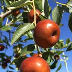 May include: Close-up of ripe, reddish-brown jujube fruits hanging from a tree branch with green leaves. The fruits are round with a small indentation at the bottom, set against a clear blue sky. The image highlights the natural colors and textures of the fruit.