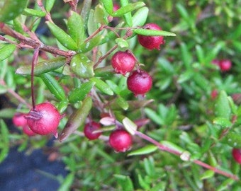 Ugni molinae - chilean guava -  1 starter - 4" to 6" tall - ship in 6" pot