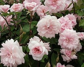 Cecile Brunner Climbing Rose- 1 plant Ship in 6 quot Pot