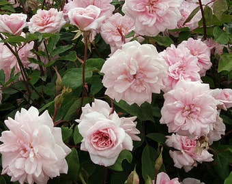 Cecile Brunner Climbing Rose- 1 plant  Ship in 6" Pot