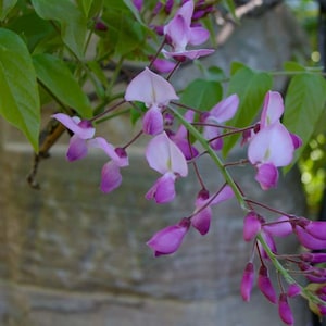 Wisteria Shiro-Beni Silky 1 Live Plant 6” Pot