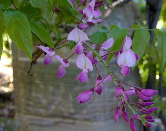 Wisteria Shiro-Beni Silky 1 Live Plant 6” Pot