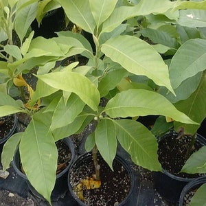 White champaca - 2 feet tall  - air layered tree - ship in 3 gal pot