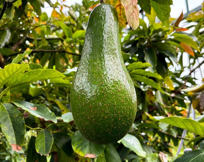 Brogdon avocado tree- 1  feet tall - grafted tree - ship in 6" Pot