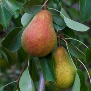 May include: Two pears hanging from a tree branch. One pear is red and green, the other is green with a yellow hue.