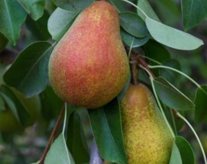 Pear ‘Warren ’- 2Feet Tall ship in 1gal pot