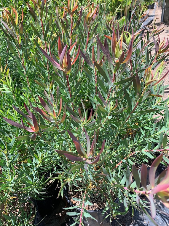 Leucadendron Salignum 'summer Red' 1 Live Plant Ship in 6" Pot - Etsy
