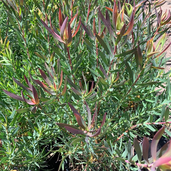 Leucadendron Salignum ‘Summer Red’ 1 Live Plant  Ship in 6" Pot