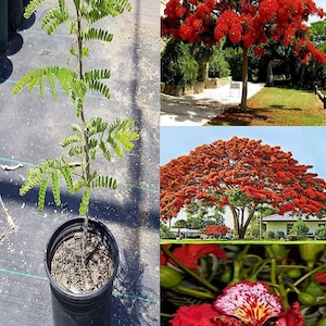 Cây phượng vĩ - flamboyant tree - delonix regia - 2 to 3 feet tall - ship in 3 gal pot