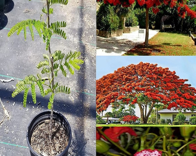 Cây phượng vĩ - flamboyant tree - delonix regia - 2 to 3 feet tall - ship in 3 gal pot