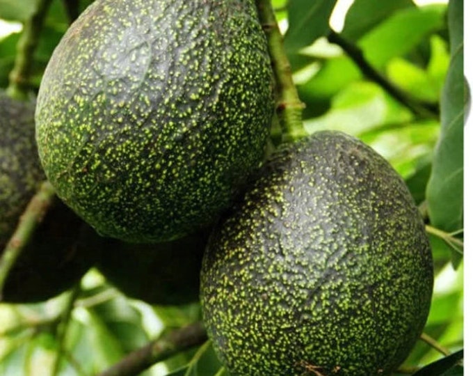GEM Avocado Tree- 1  Feet Tall - Grafted Tree - Ship in Plastic Bag