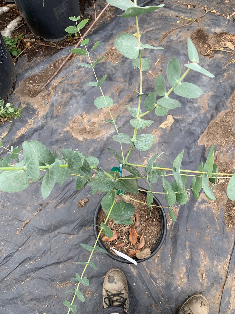 Eucalyptus Cinerea Silver Dollar Tree 1-2 feet tall 6 pot image 3