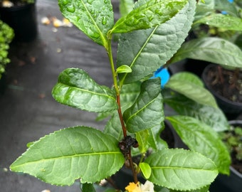 Free Shipping Green Tea Plant (Camellia sinensis) - - LIVE PLANT - nice branches - 2 Feet Tall