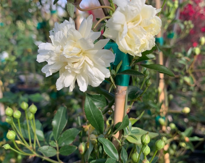 White climbing Rose (Rosa Banksiae ‘Alba Plena’) 1 gallon pot
