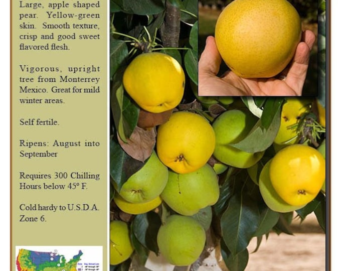 Monterey pear tree - 1 plant - 2 to 3  feet tall - ship in 6" pot