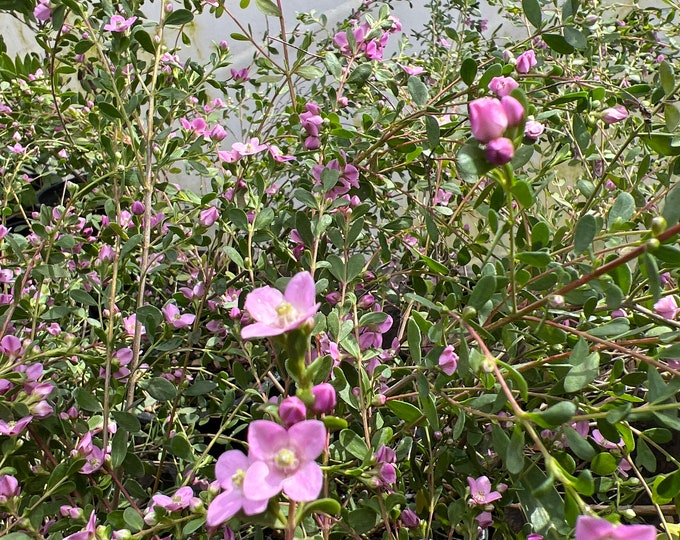Boronia crenulata ‘Shark Bay’ - live plant 2ft ship in 3 gal pot
