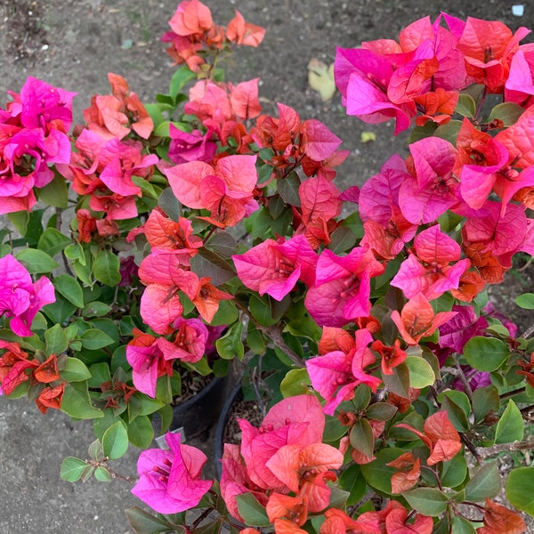 Red Bougainvillea ‘Temple Fire’  Ship in 6" Pot