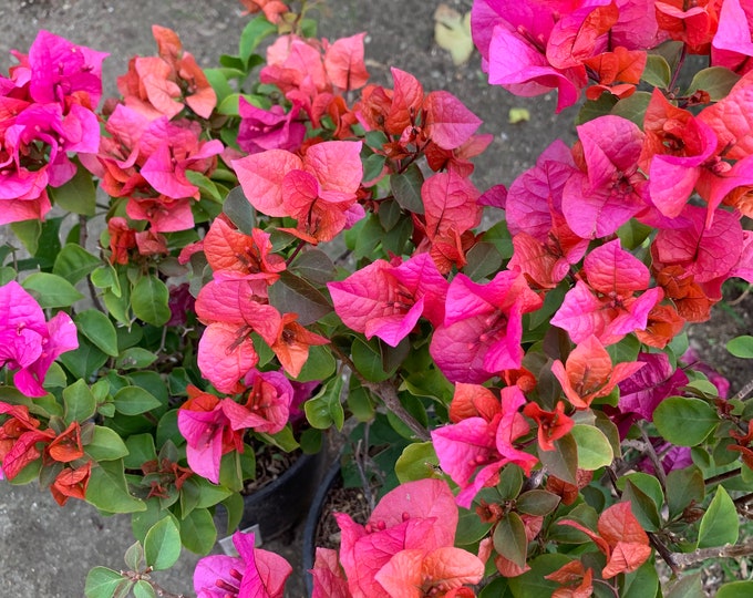 Red Bougainvillea ‘Temple Fire’  Ship in 6" Pot