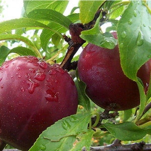 May include: Two ripe plums with a deep red color and a shiny, wet surface hang from a branch with green leaves. The plums are covered in water droplets.