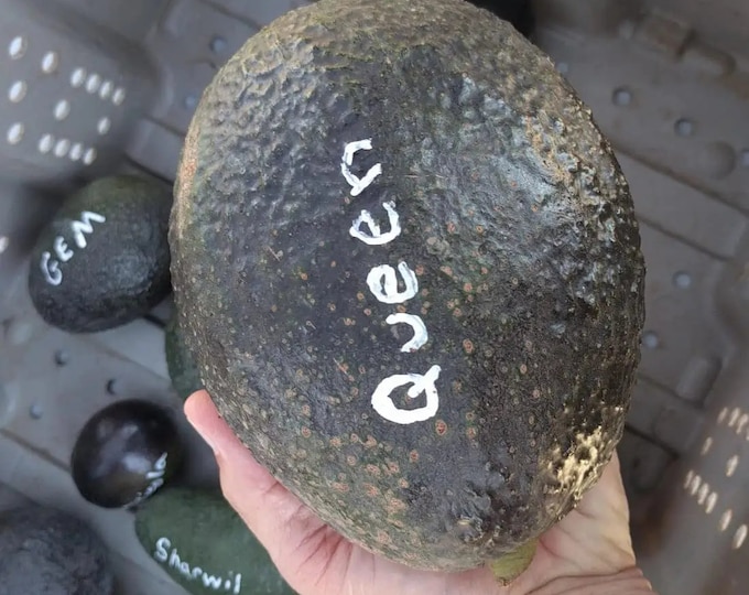 Queen Avocado Tree- 1  Feet Tall - Grafted Tree - Ship in Plastic Bag