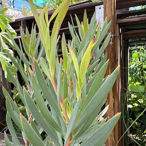 Leucadendron Salignum Golden Tulip- live plant 1ft tall ship in 6” pot