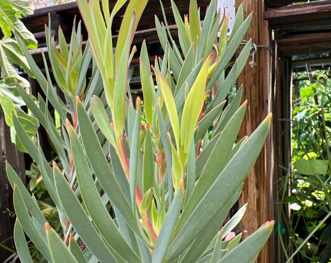 Leucadendron Salignum Golden Tulip- live plant 1ft tall ship in 6” pot