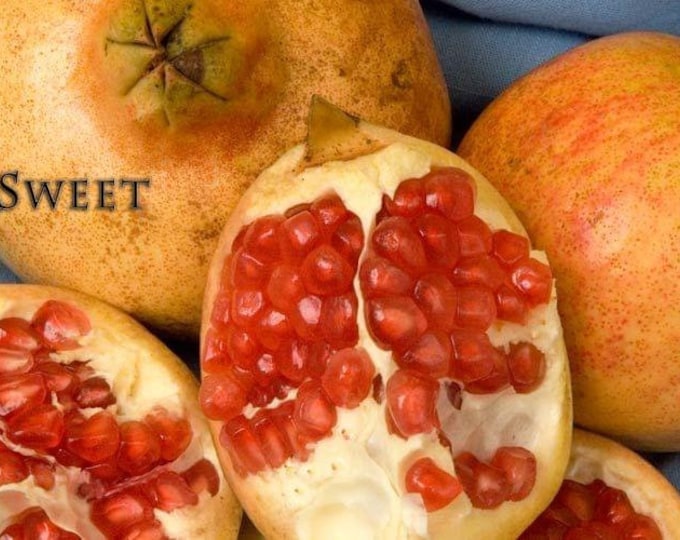 Pomegranate A.C. Sweet -1 to 2 Feet Tall - Ship in 6" Pot