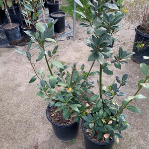 May include: Two potted bay laurel trees with green leaves in black pots. The trees are in a garden setting with gravel ground.