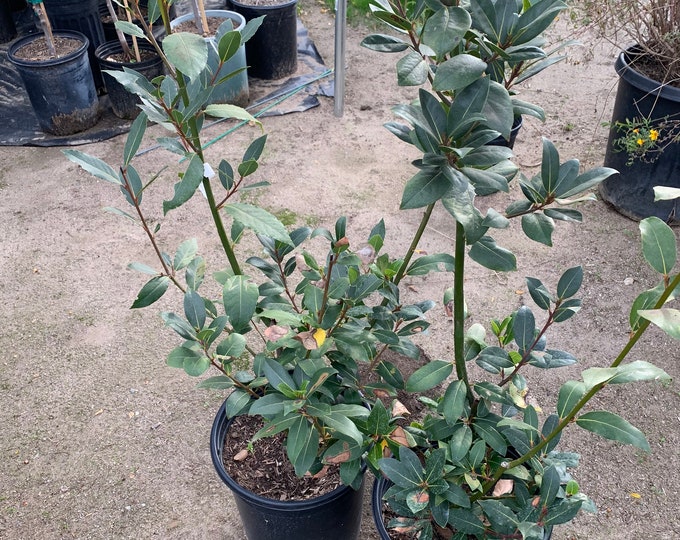 Bay Leaf (Laurie Nobilis) 2 to 3 feet tall ship in 3 gallon pot