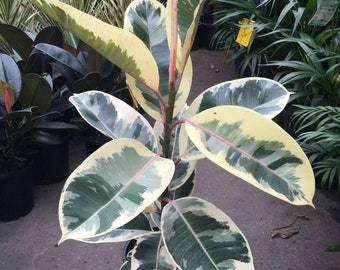 Ficus tineke  - 1  plant - 2 to 3  feet tall - ship in 3 gal pot