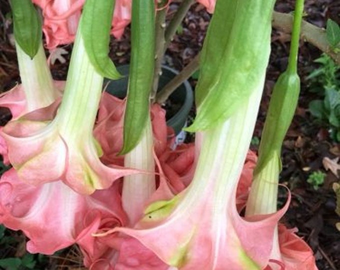 Brugmansia ‘Audrey Lea’ 1 live plant 1 gallon pot